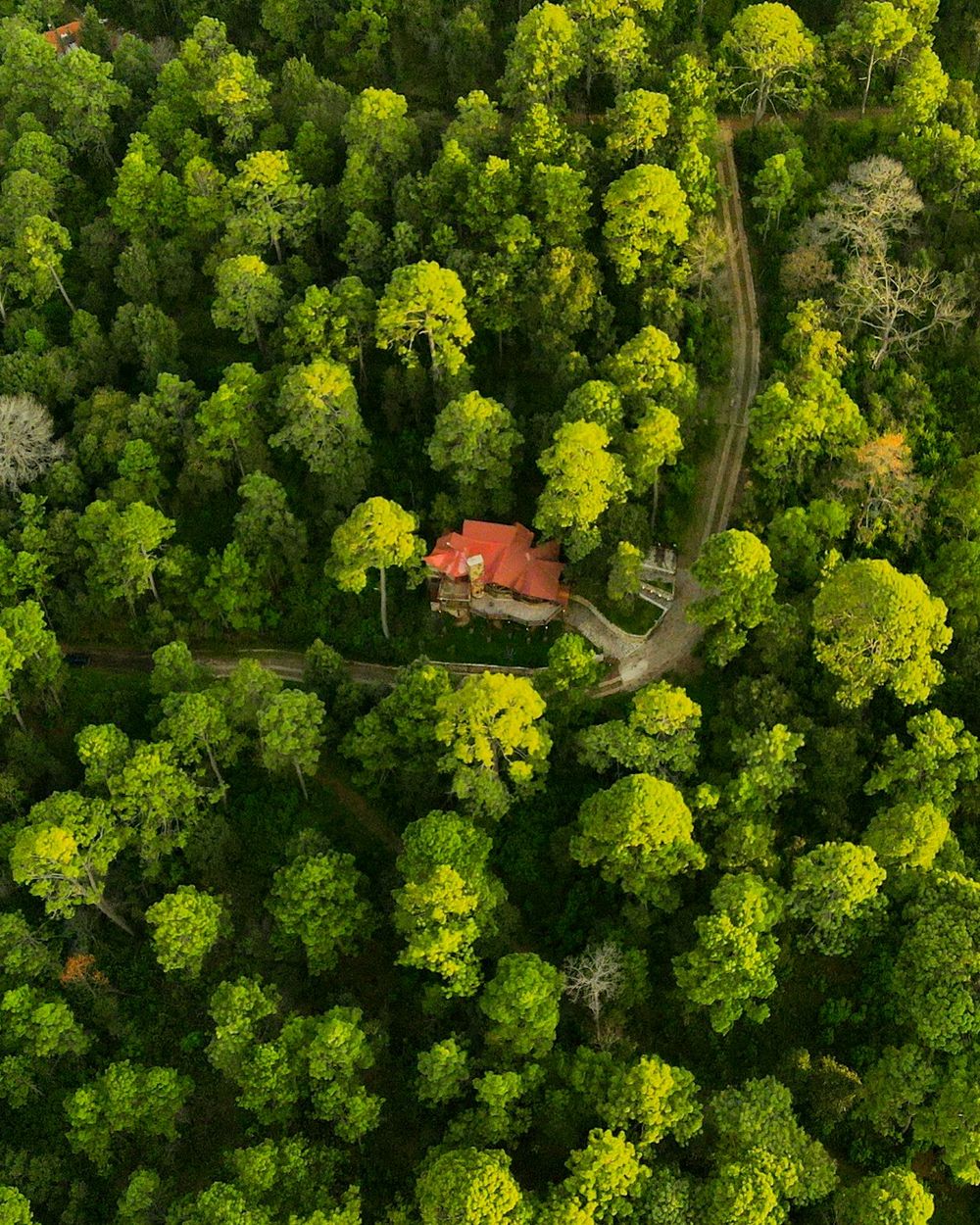 Bosque de Mazamitla visto desde el aire